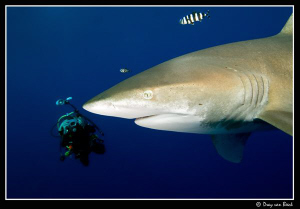 James Dawson and Oceanic by Dray Van Beeck 